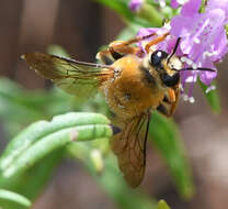 Image of Caupolicana electa (Cresson 1878)