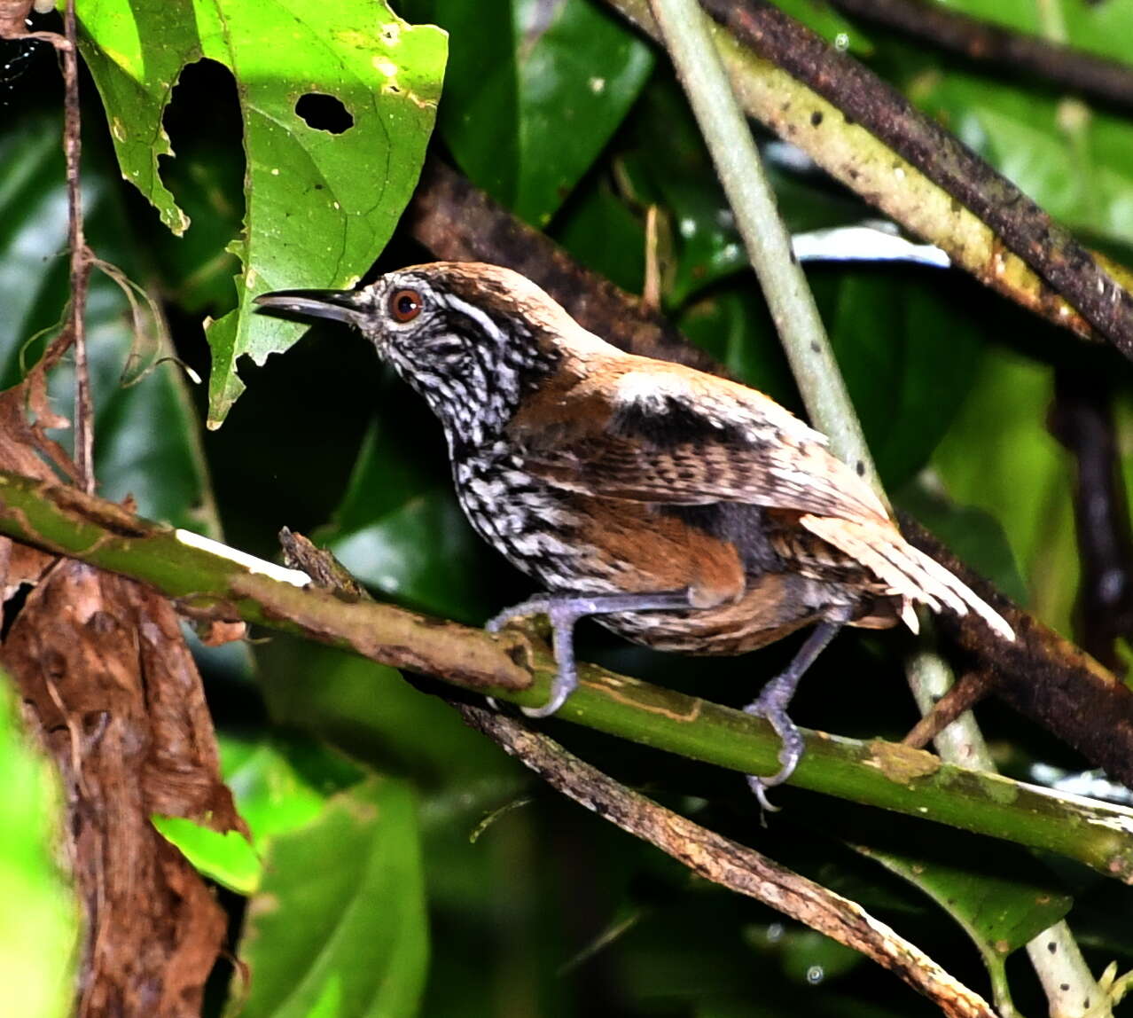 Image of Stripe-breasted Wren