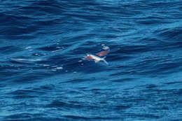 Image of Bennett's Flyingfish