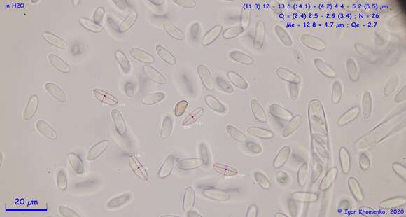 صورة Ciborinia pseudobifrons Whetzel ex J. W. Groves & Bowerman 1955