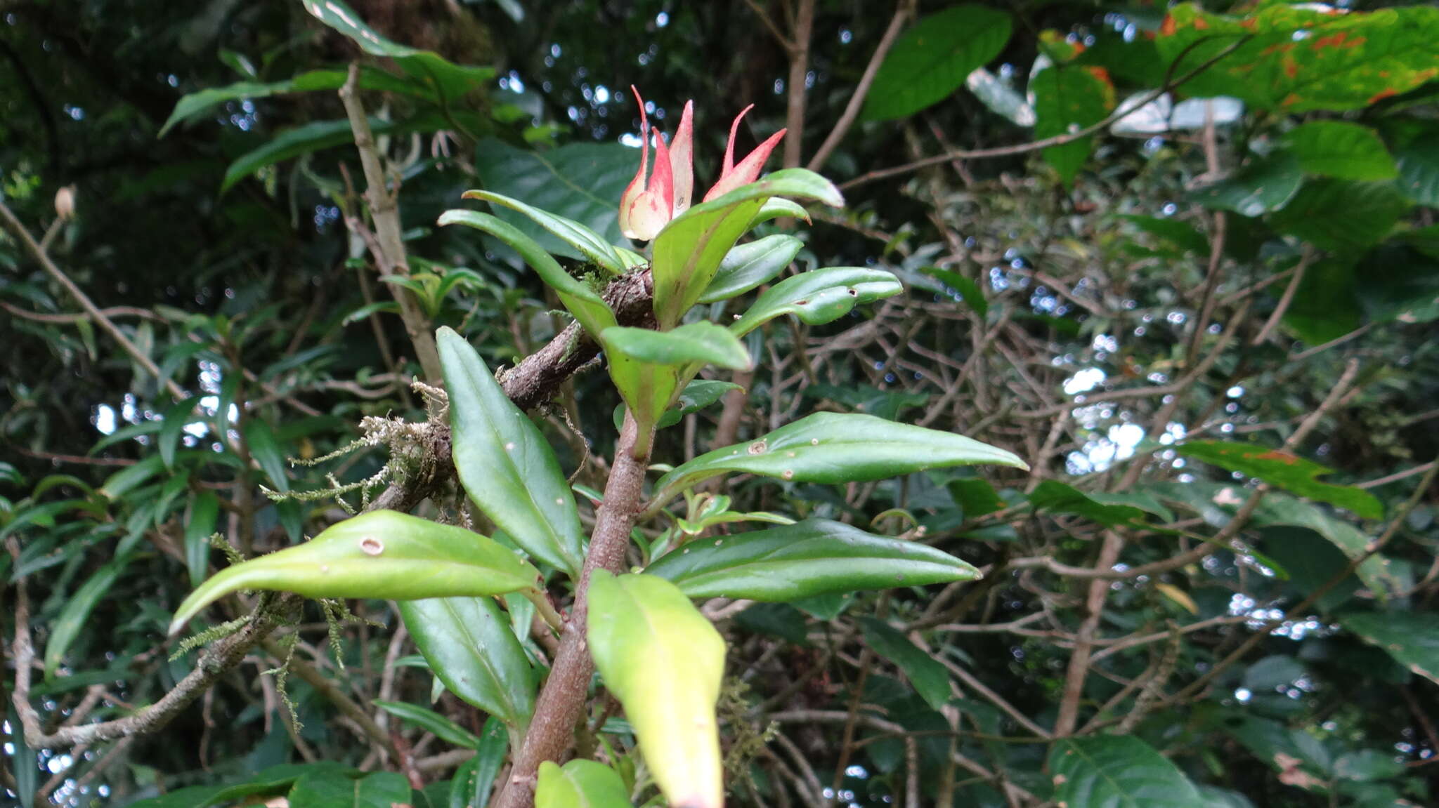 Imagem de Columnea purpusii Standl.