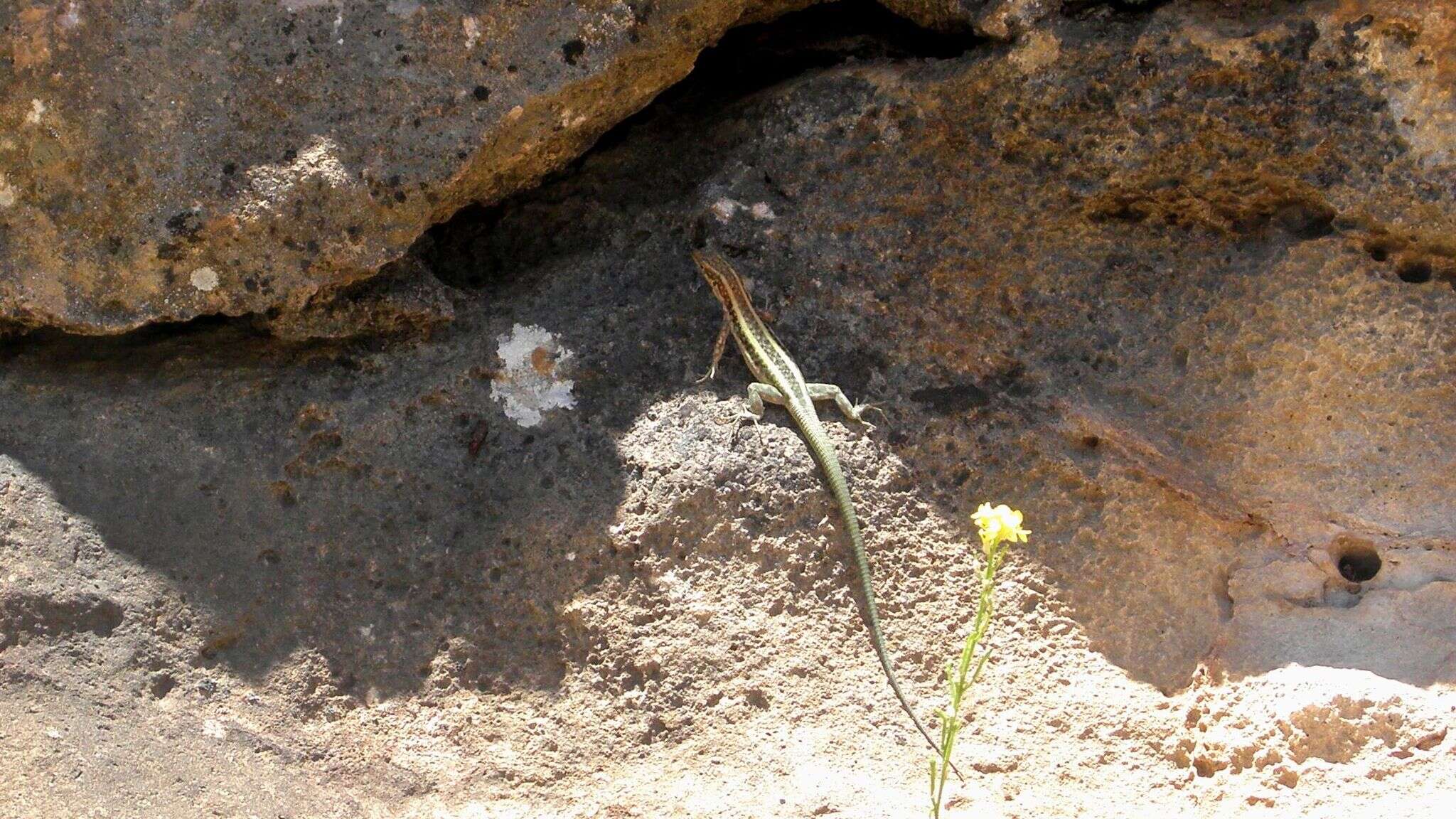 Image of Anatolian Lizard