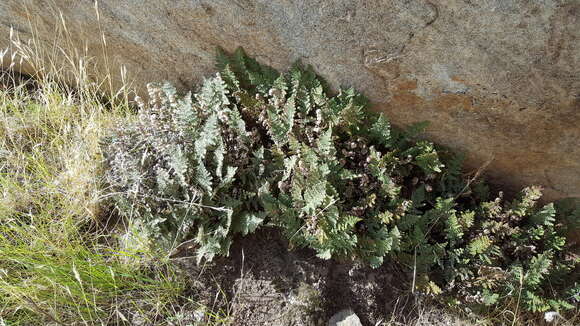 Image of Coville's lipfern