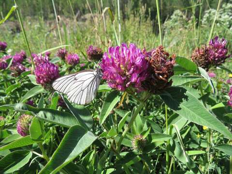 Imagem de Trifolium medium L.