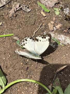 Image of Common Glider