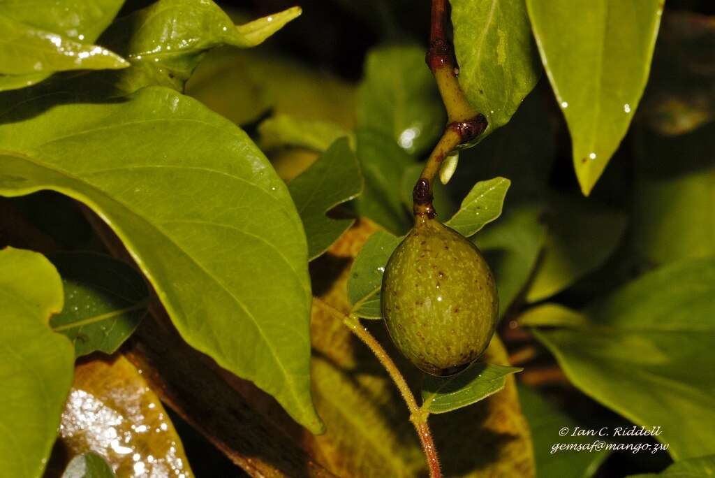 صورة Mussaenda arcuata Poir.