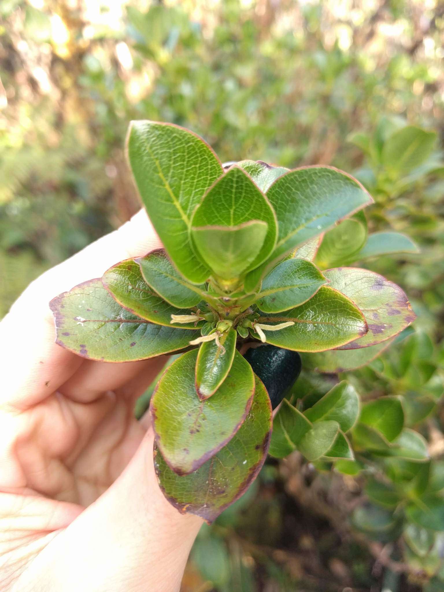 Image of Maui mirrorplant