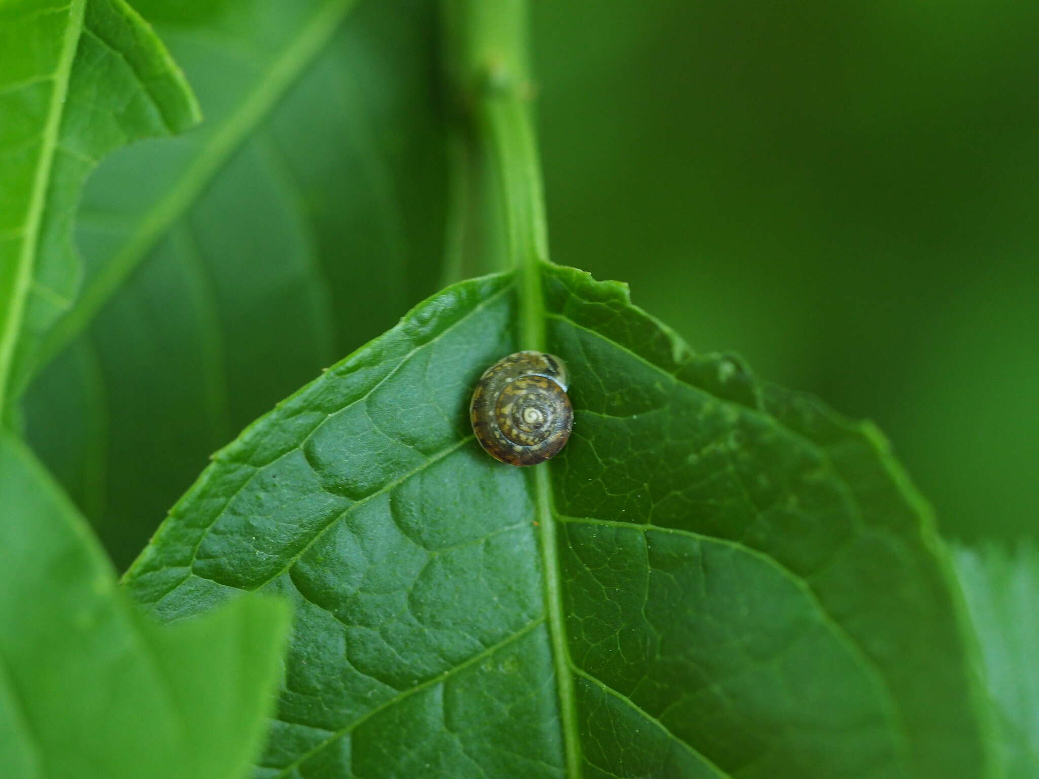 Image of girdled snail
