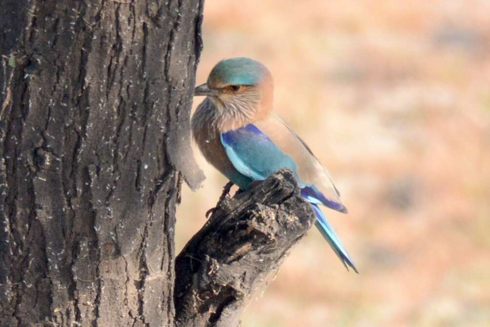 Imagem de Coracias benghalensis benghalensis (Linnaeus 1758)