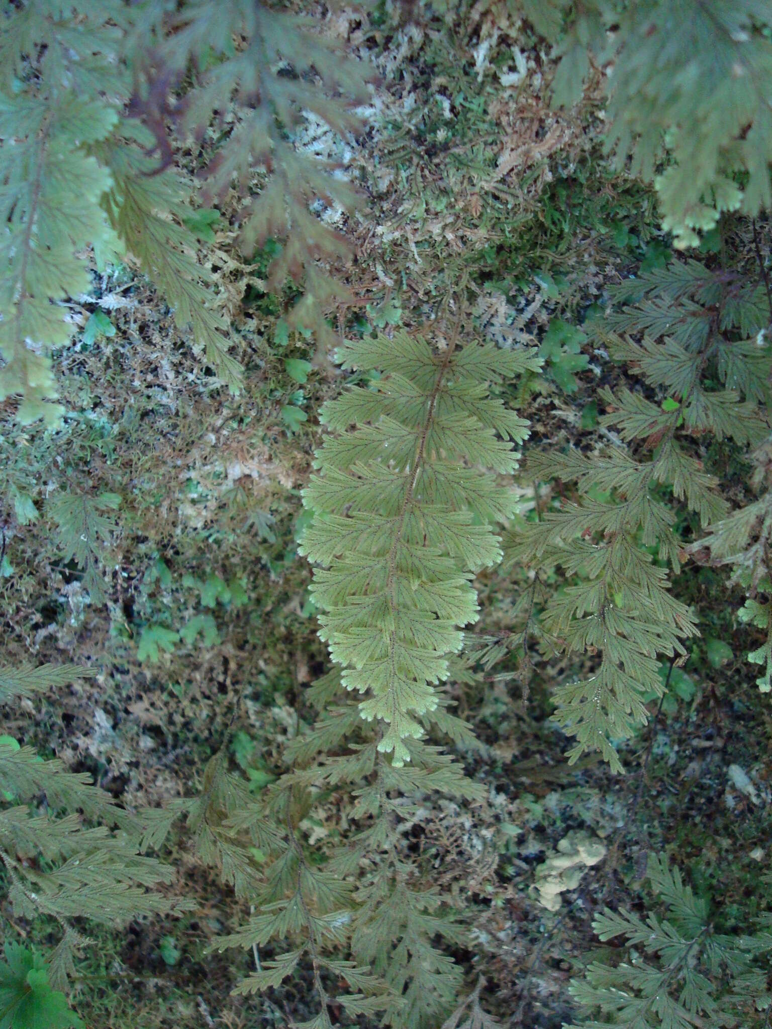 Image of Hymenophyllum frankliniae Col.