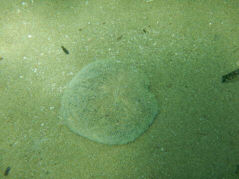 Image of purple heart urchin