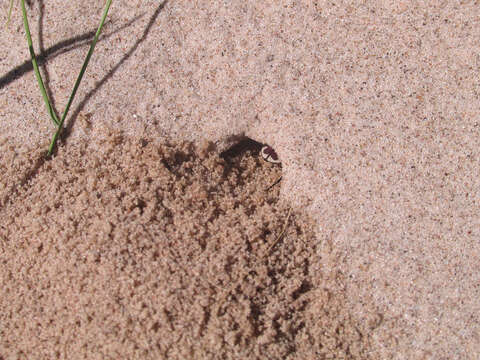 Image of Cicindela (Cicindela) lengi lengi W. Horn 1908