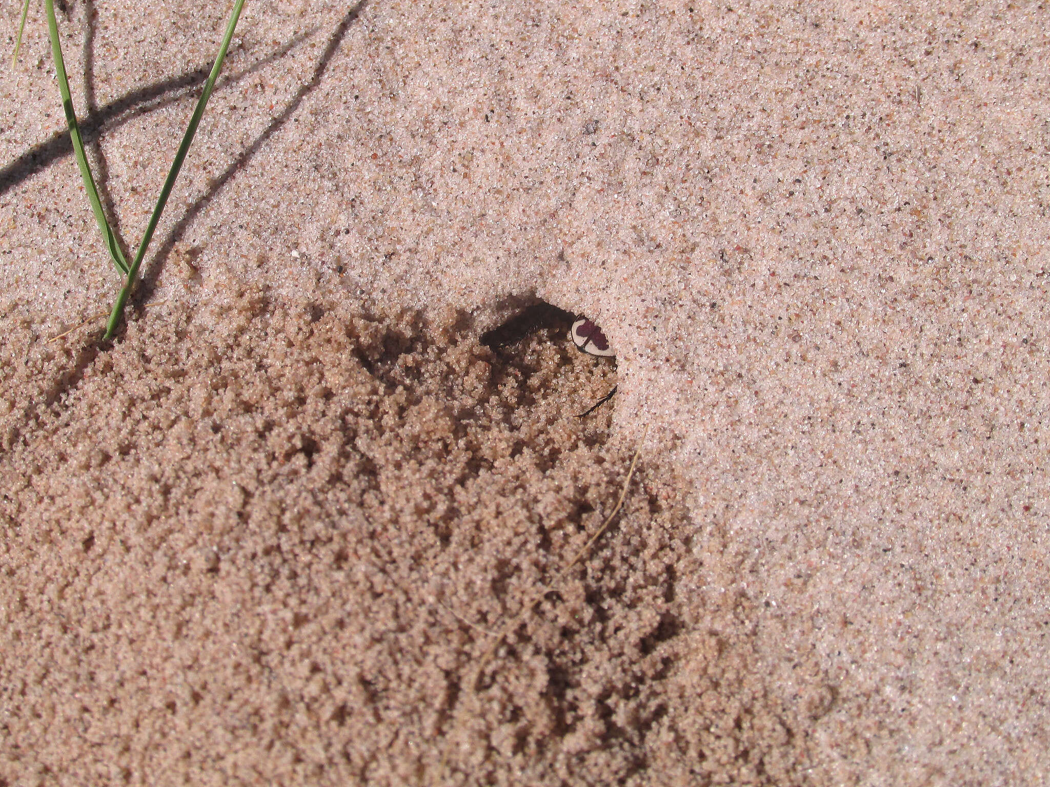 Image of Cicindela (Cicindela) lengi lengi W. Horn 1908