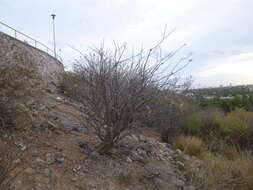 Image of Fouquieria macdougalii Nash