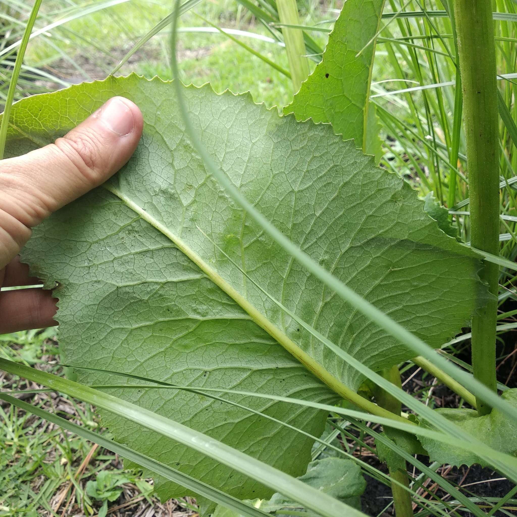 Image of Psacalium silphiifolium (B. L. Rob. & Greenm.) H. Rob. & Brettell