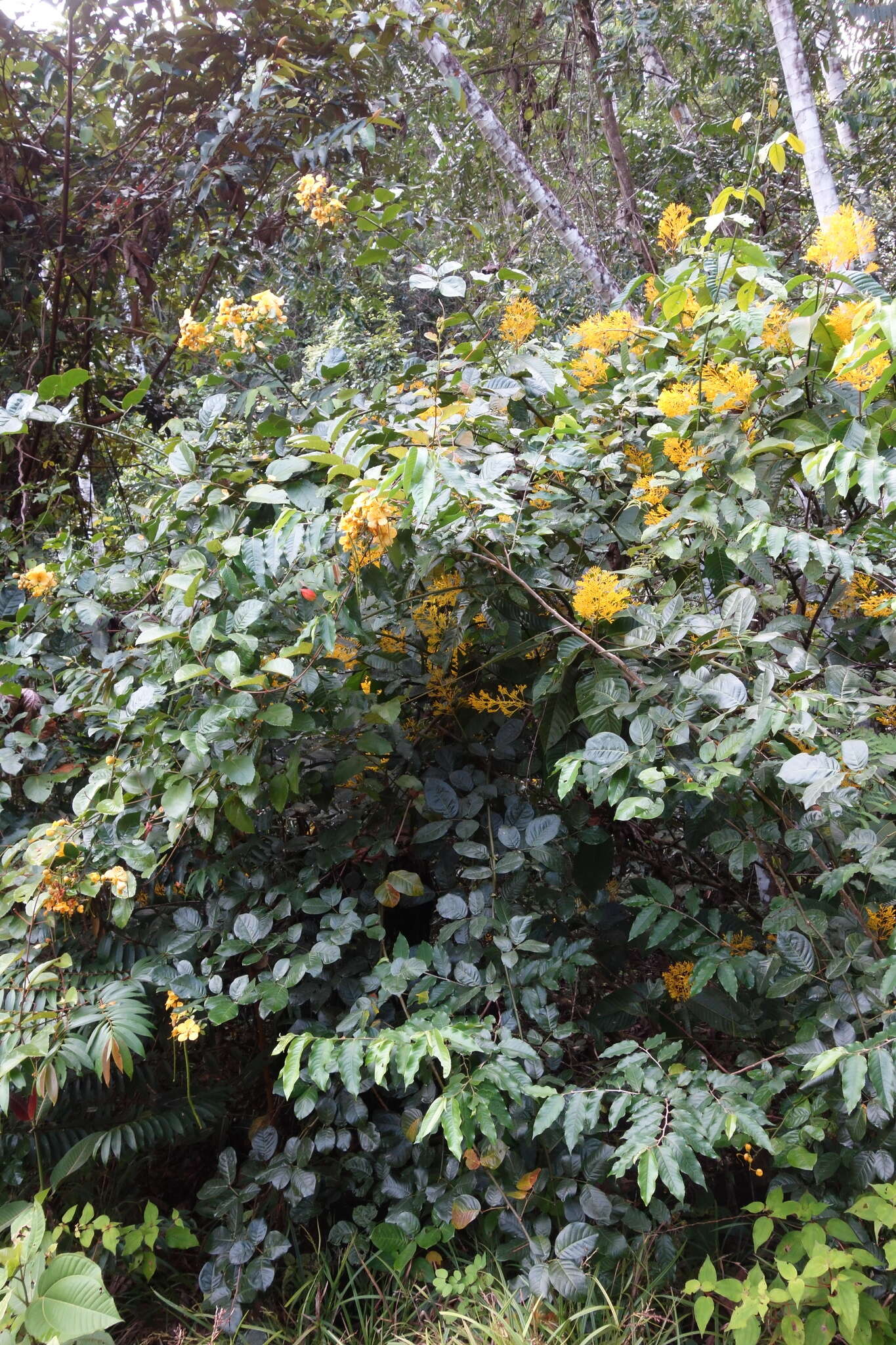 Image de Senna latifolia (G. Mey.) H. S. Irwin & Barneby