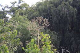 Image of Eryngium pandanifolium Cham. & Schltdl.