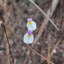 Utricularia parthenopipes P. Taylor resmi