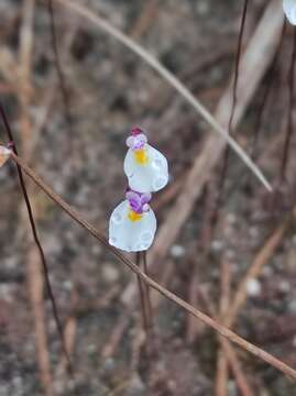 Image of Utricularia parthenopipes P. Taylor