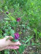 Image of Lathyrus pisiformis L.