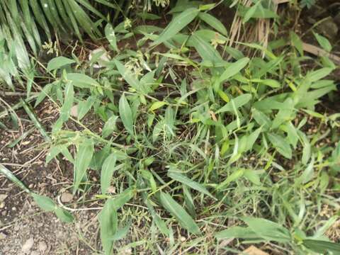 Image of East Indian bristlegrass