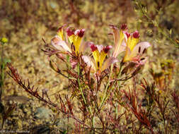 Image of Alstroemeria diluta Ehr. Bayer