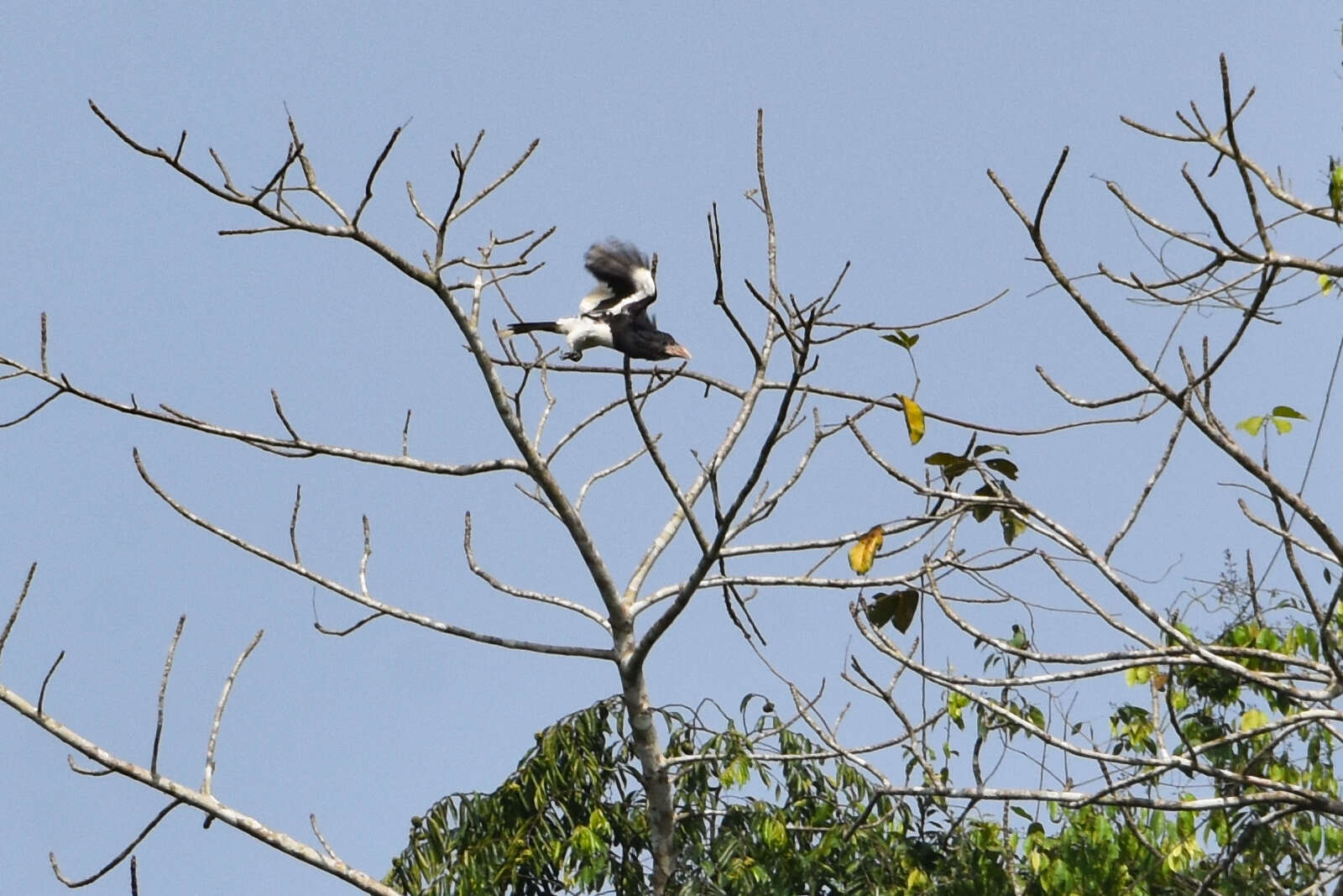 Image of Brown-cheeked Hornbill