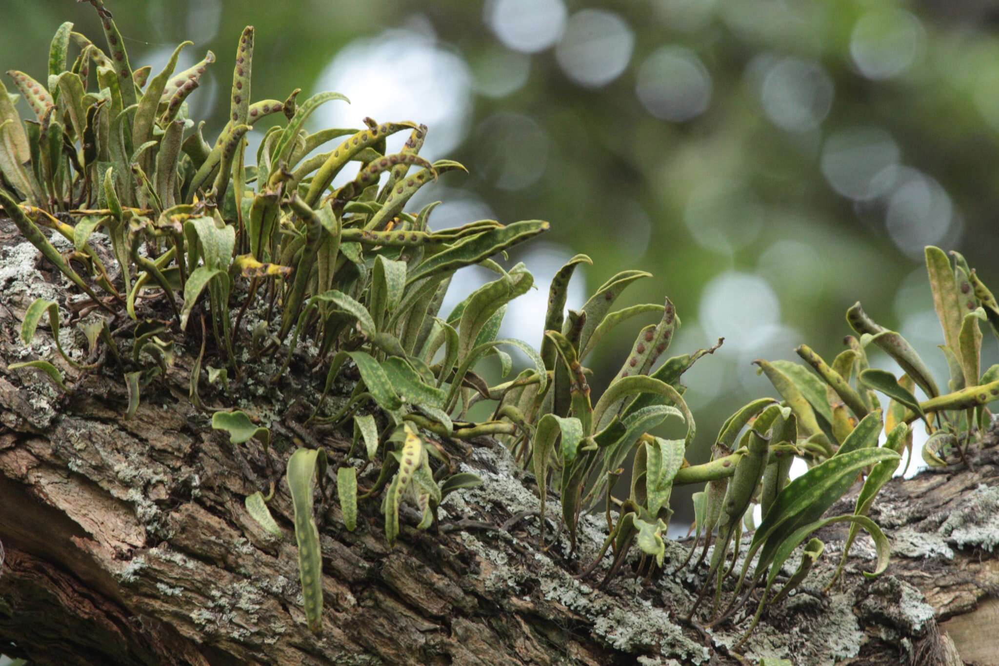 Image of redscale scaly polypody