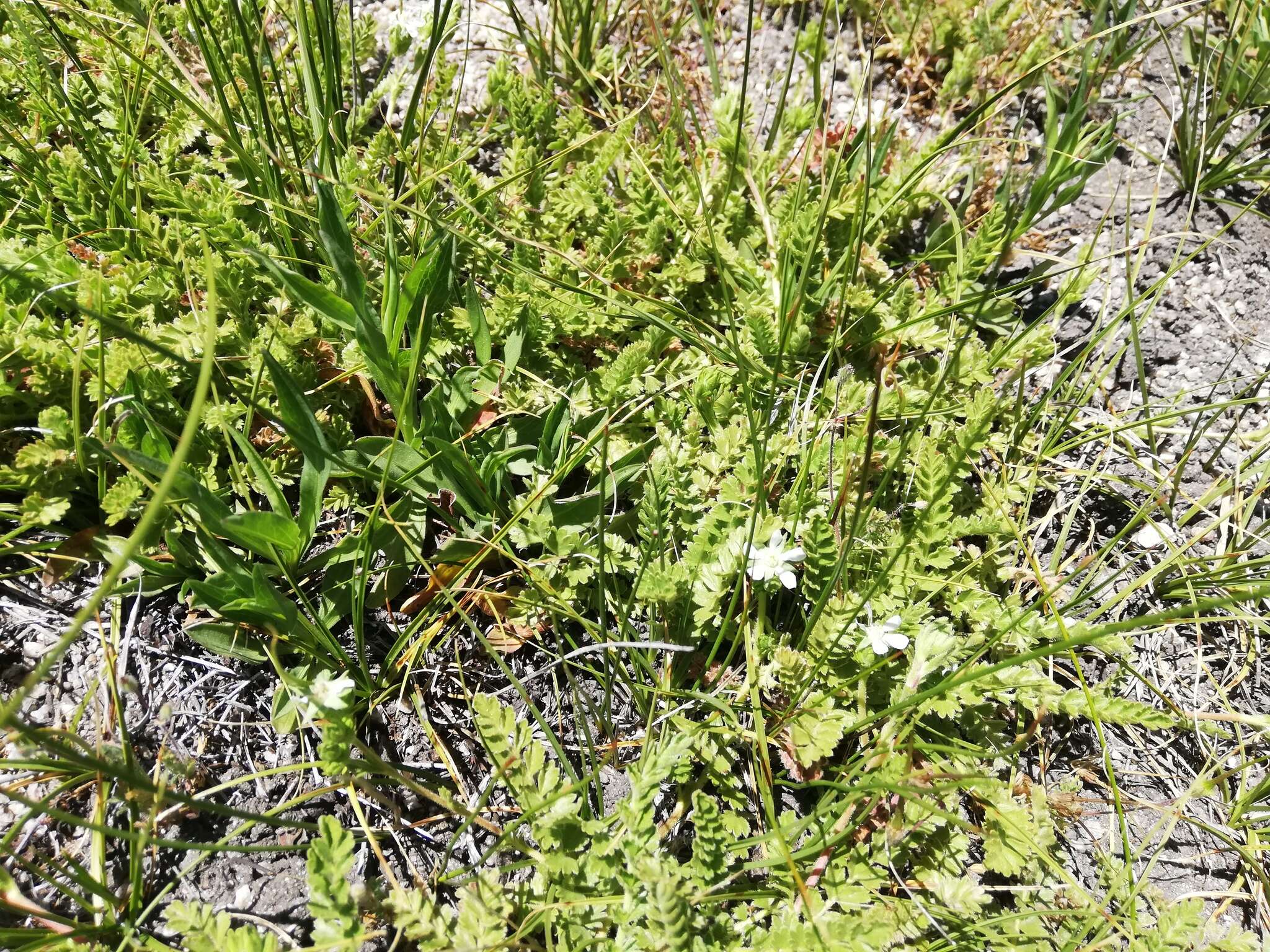 Image of Horkelia clevelandii var. brevibracteata