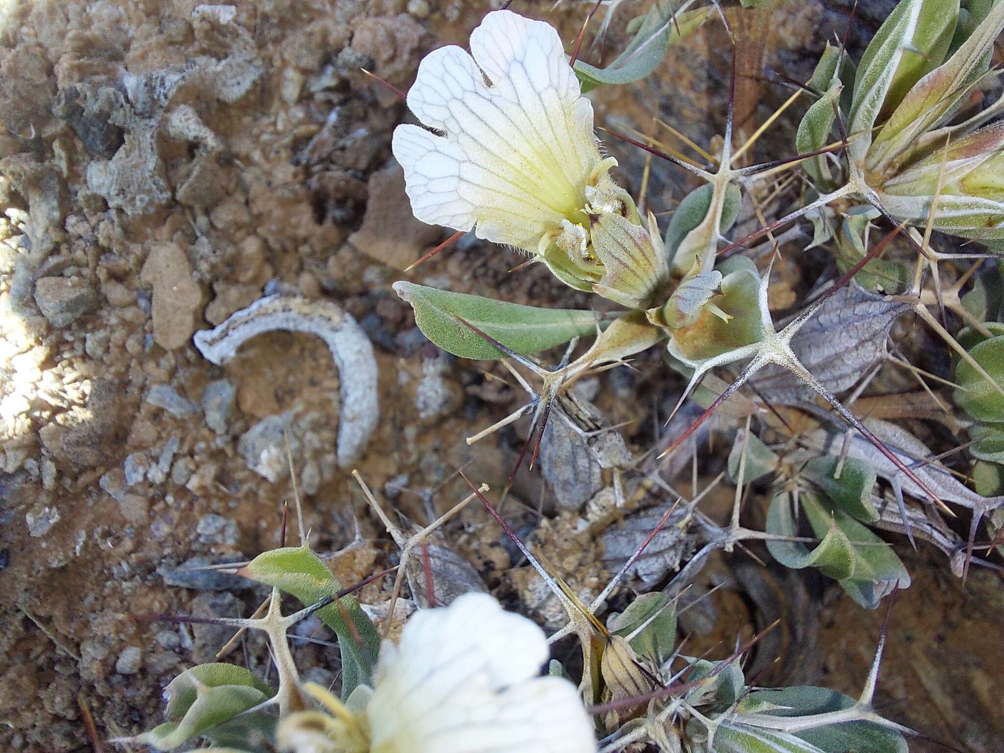 Blepharis furcata (L. fil.) Pers. resmi