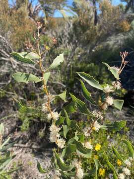 Image of Hakea anadenia Haegi