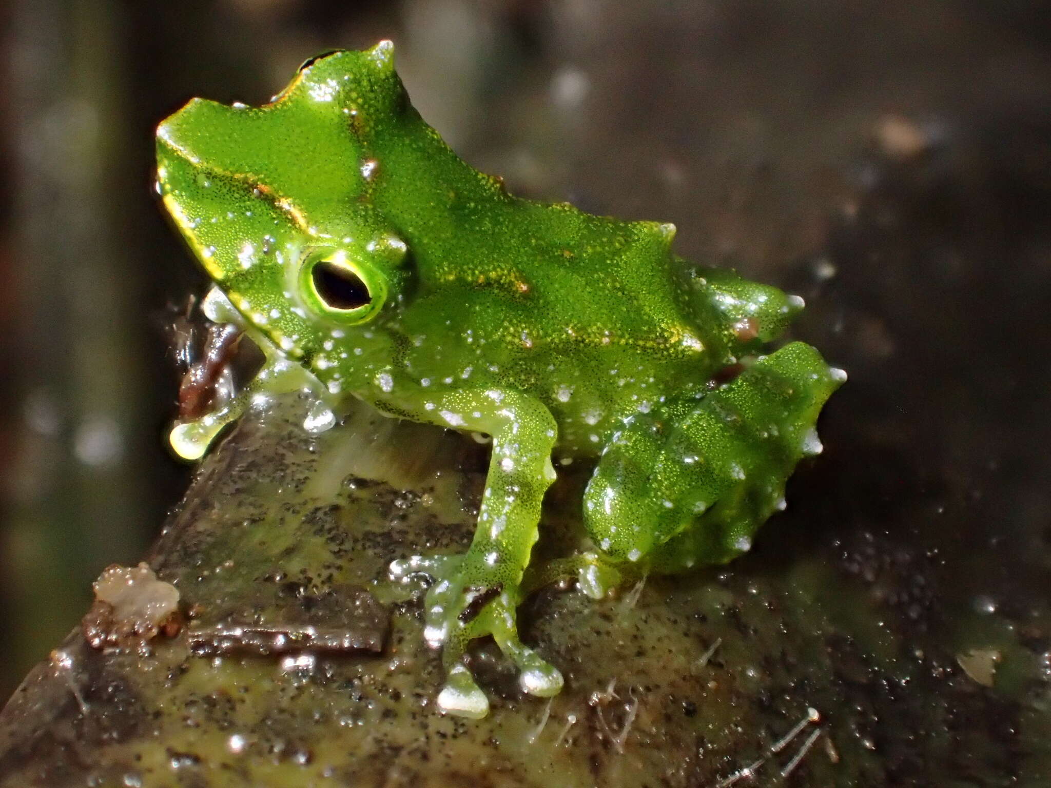 صورة Pristimantis galdi Jiménez de la Espada 1870