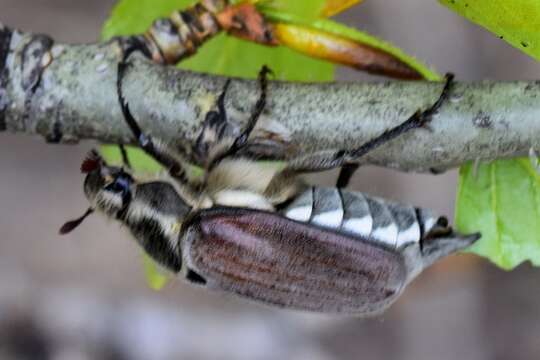 Image of chestnut cockchafer