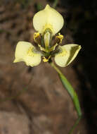 Image of Moraea bellendenii (Sweet) N. E. Br.