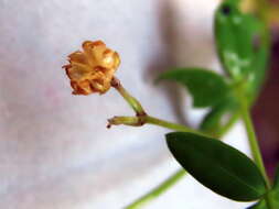 Image of Linum quadrifolium L.