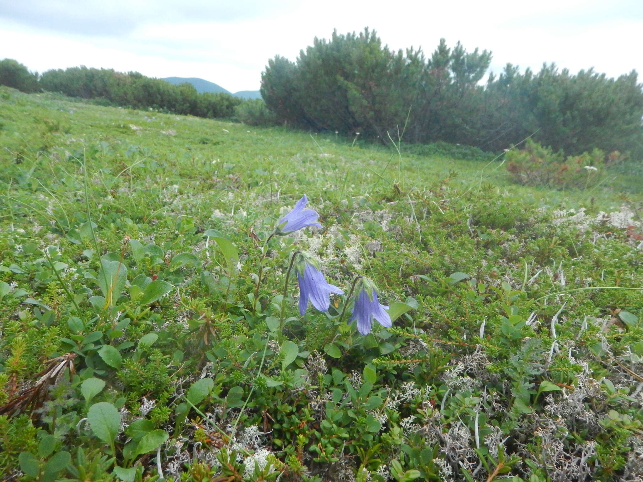 Image of hairyflower bellflower