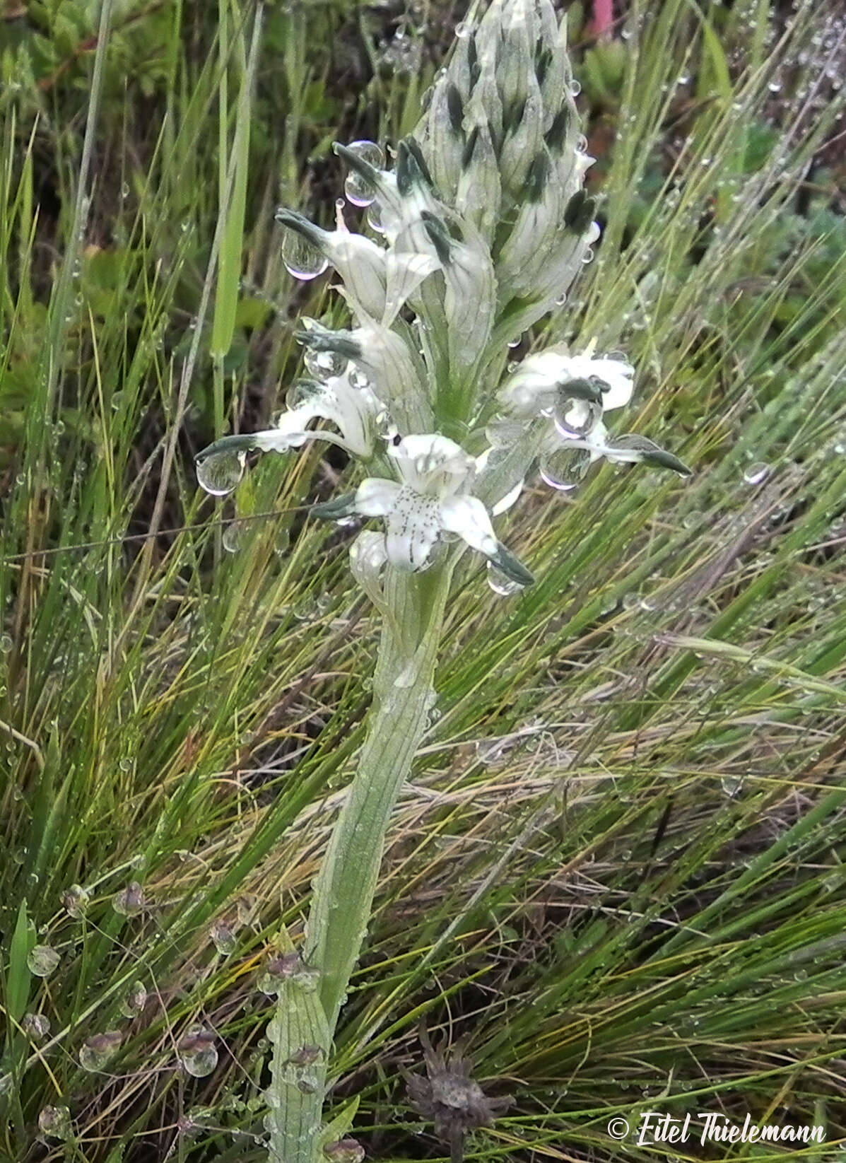 Image of Chloraea multiflora Lindl.