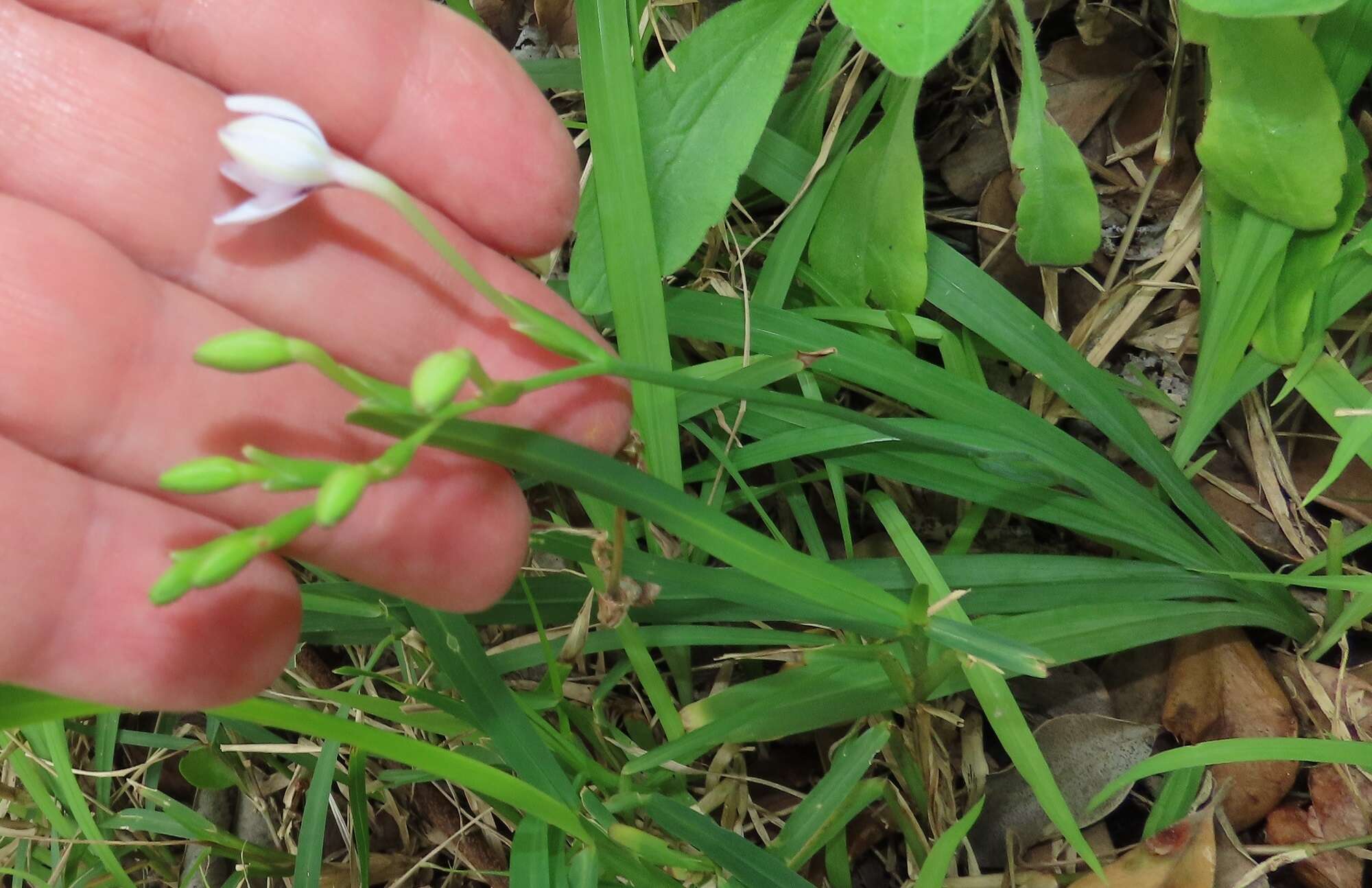 Image of Freesia laxa subsp. azurea (Goldblatt & Hutchings) Goldblatt & J. C. Manning