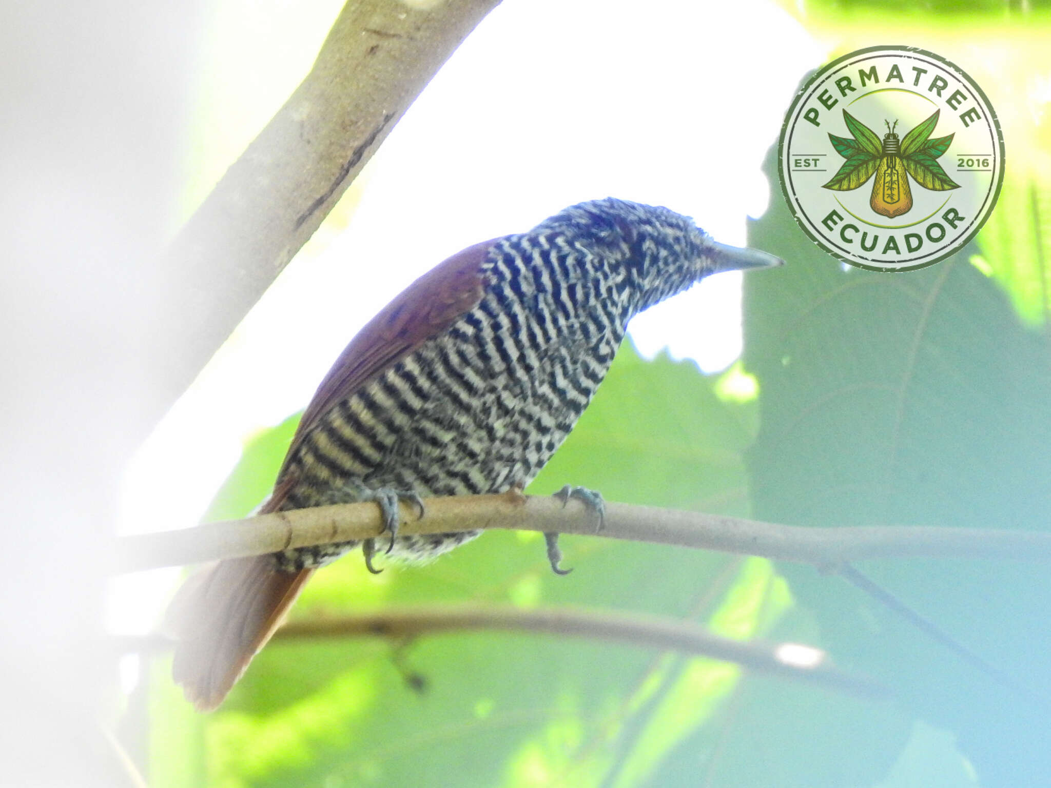 Image of Lined Antshrike