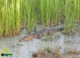 Image of Broad-snouted Crocodile