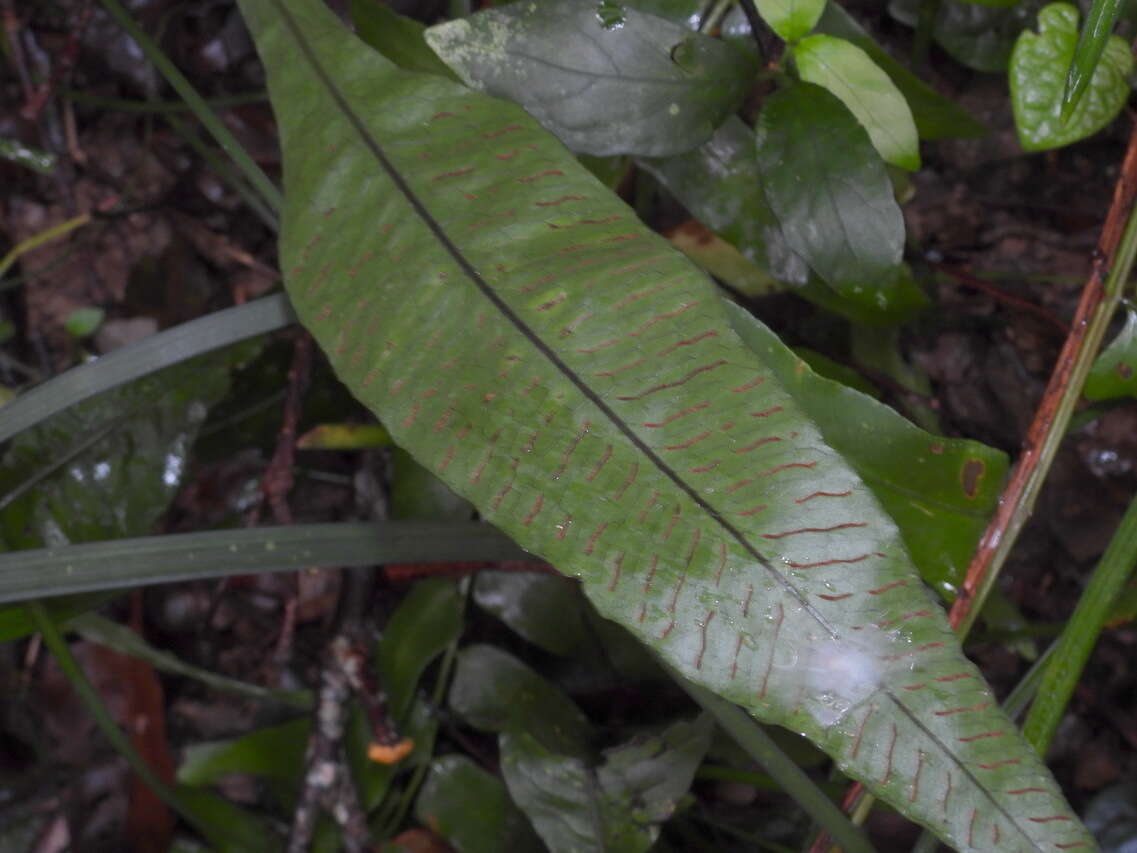 Image of Leptochilus wrightii (Hook.) X. C. Zhang