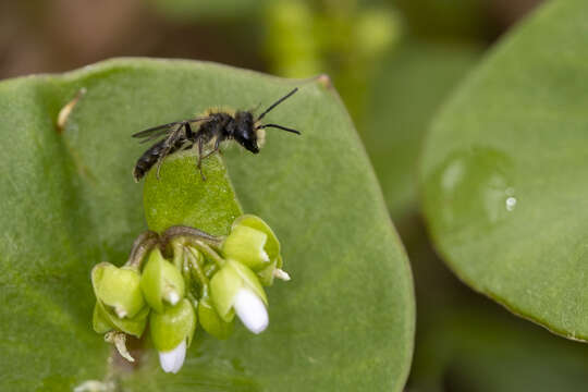 Image of Andrena anisochlora Cockerell 1936