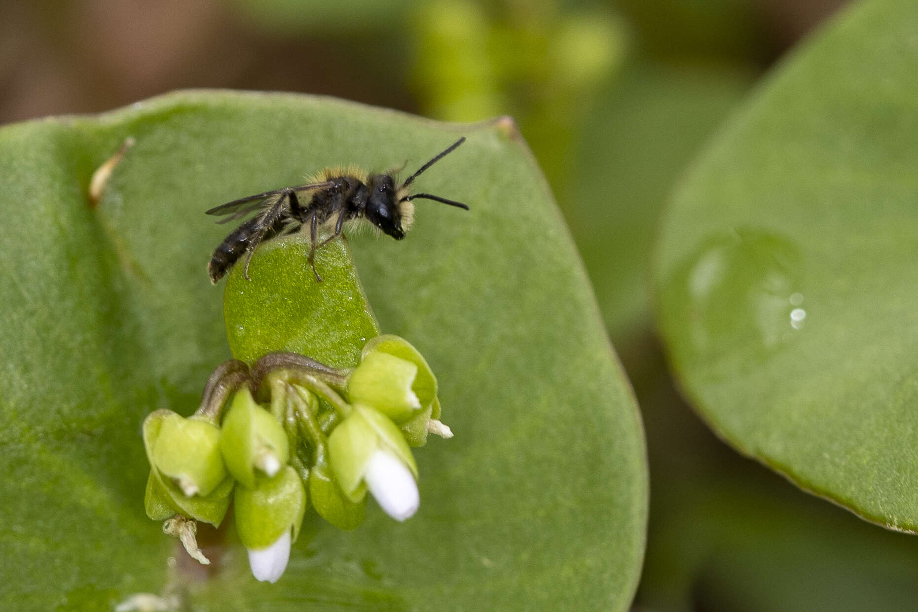 Andrena anisochlora Cockerell 1936 resmi