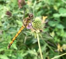 Sympetrum cordulegaster (Selys 1883) resmi