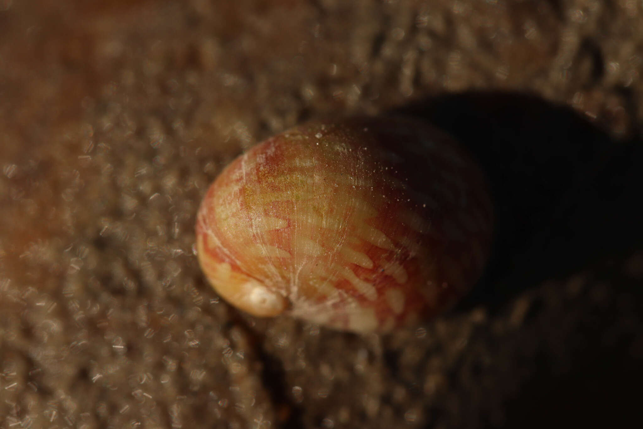 Image of river nerite