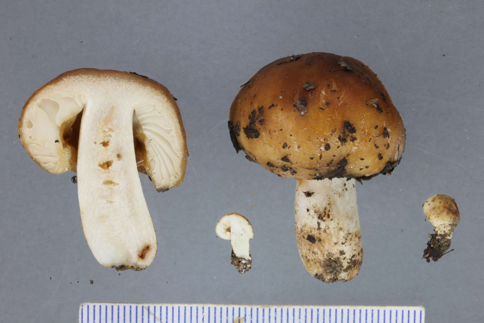 Image of Russula novae-zelandiae McNabb 1973