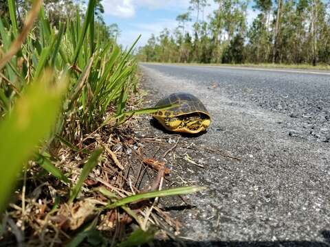 Imagem de Deirochelys reticularia chrysea Schwartz 1956