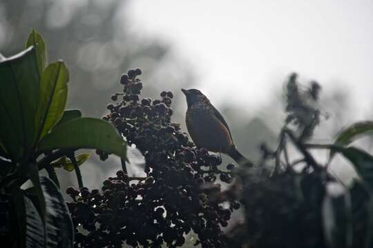 Image of Spangle-cheeked Tanager