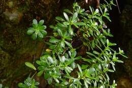 Image of Sedum botteri Hemsl.