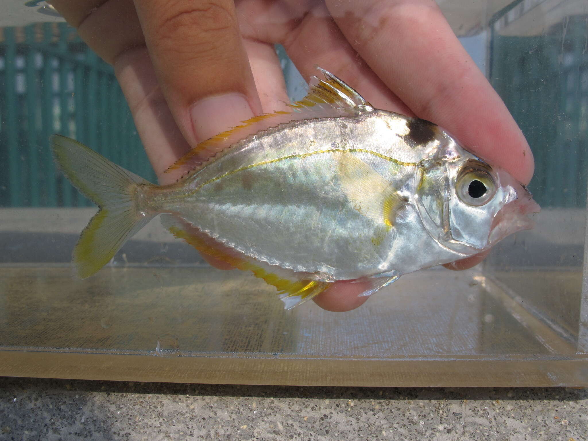 Image of Black-neck pony-fish